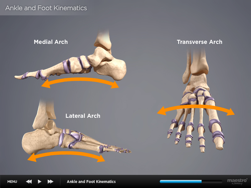 Foot and Ankle Anatomy for Healthcare Professionals Training Course by