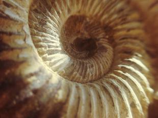 Details of a spiral fossil